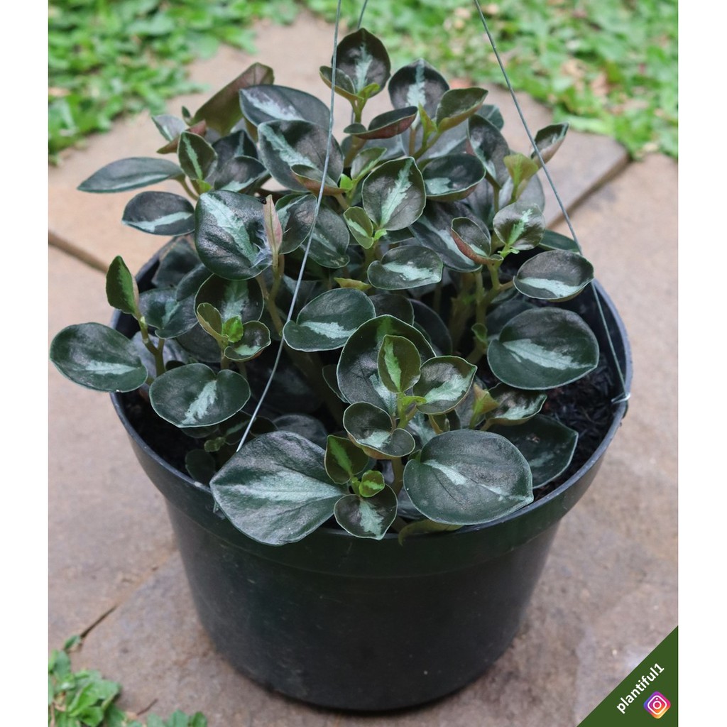 Peperomia Black Metalic