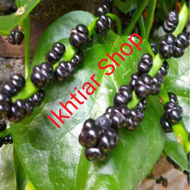 

Buah Angkung Segar 100 buah Free 10 buah