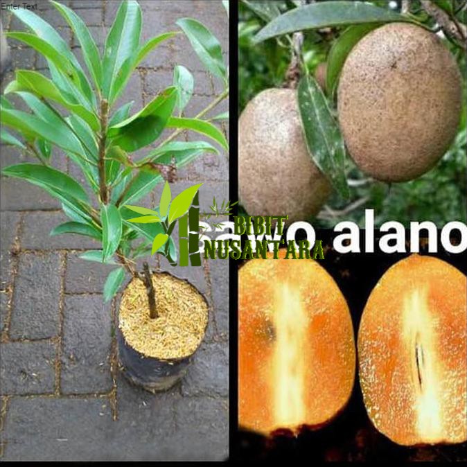 Bibit Tanaman Sawo Alano Jumbo