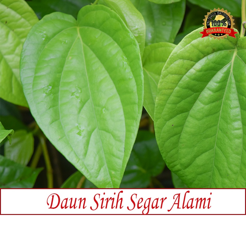 Daun sirih daun sirih segar alami daun sirih hijau daun sirih segar per bungkus daun sirih hijau seg