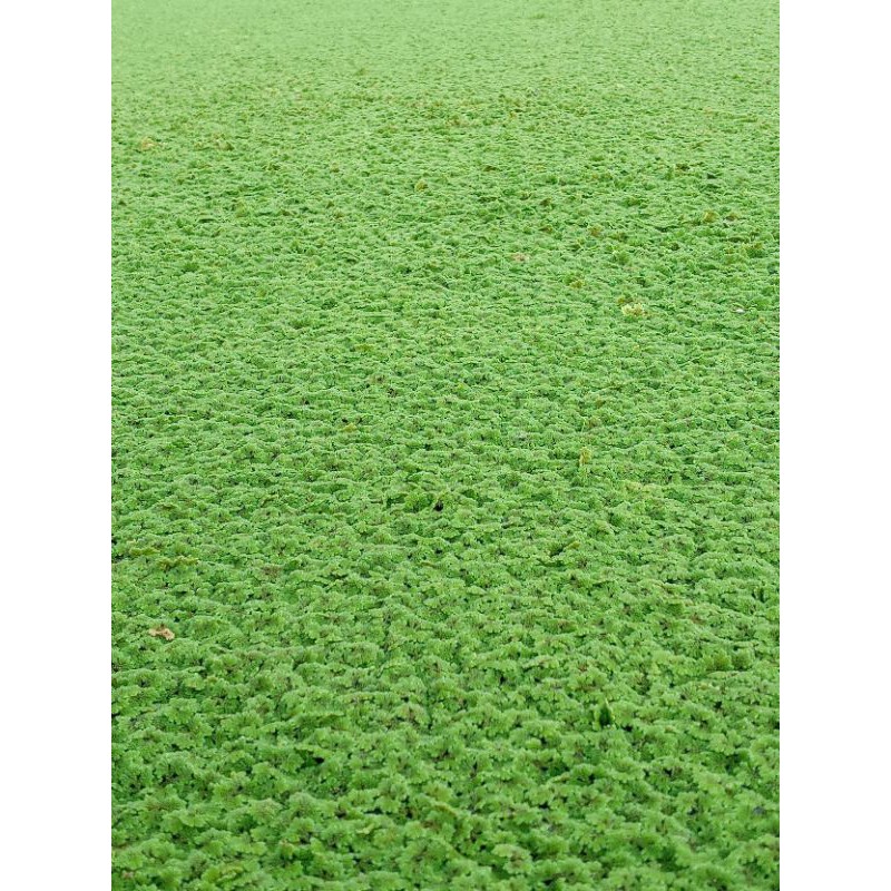 bibit azolla murah