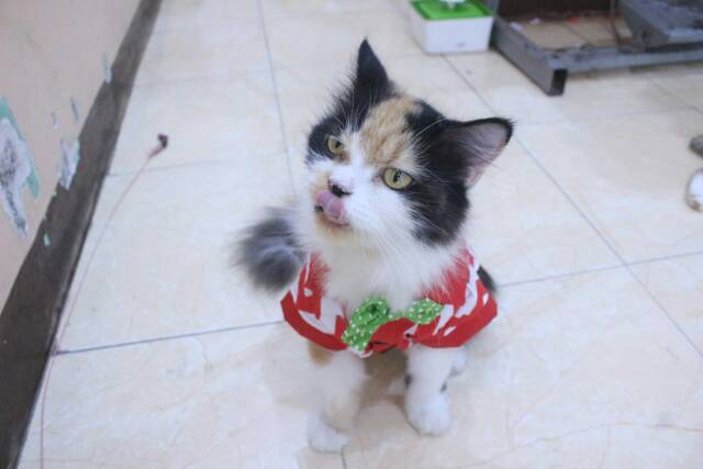 Kemeja merah putih zig-zag lucu untuk kucing dan anjing / baju kucing murah size S-XL