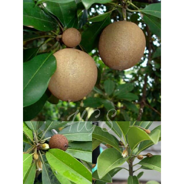 Tanaman Buah Sawo Manila Kondisi Berbuah & Berbunga