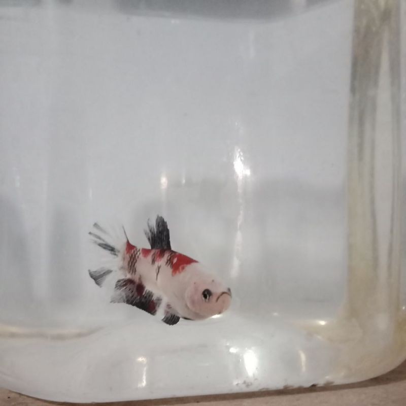 

ikan cupang koi siap untuk di breed