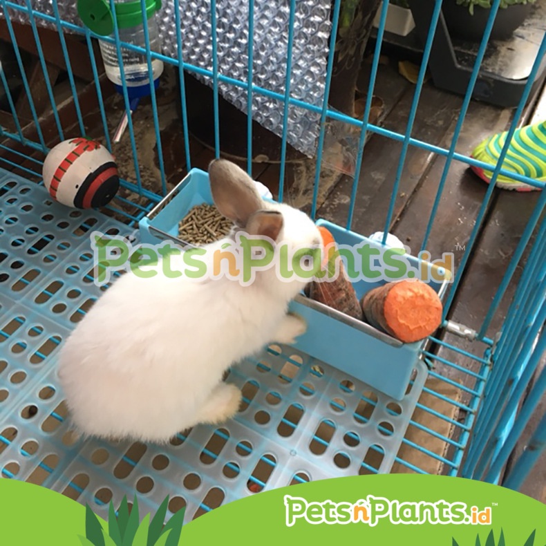 Alas Kaki Tatakan Kandang Kelinci Plastik - Bunny Footrest Healthy Mat