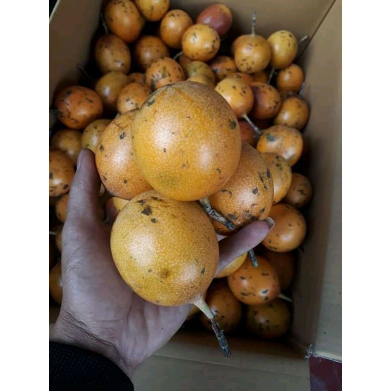 

konyal hutan 1kg