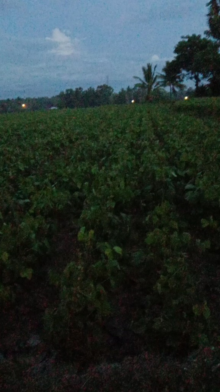 (harga Terbaik) Aksesoris Luar Ruangan: 2 Buah Obeng Baja Kepala Datar Silang Portabel Dengan Gantungan Kunci