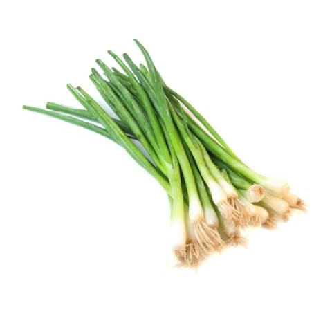 Tanaman Daun Bawang Besar / Bawang Prai