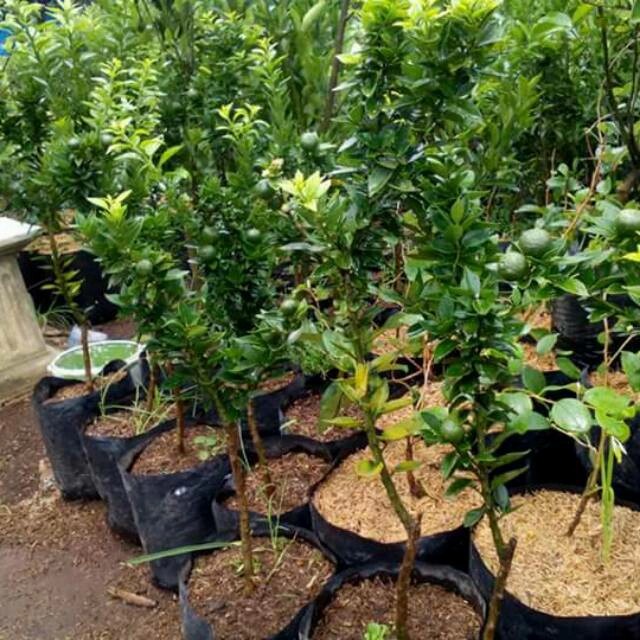 bibit jeruk brasil berbuah / jeruk Mandarin berbuah