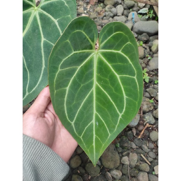 Anthurium Magnificum Hybrid
