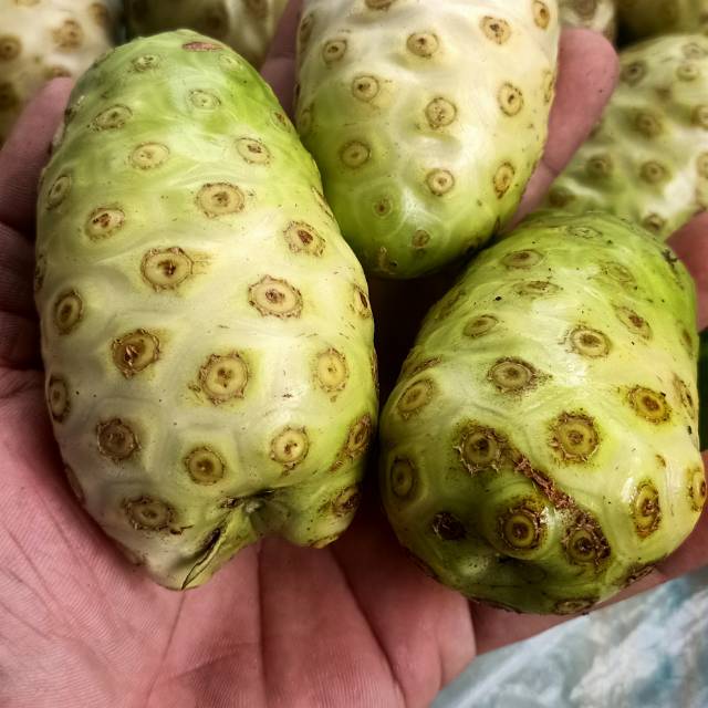 

Jual buah mengkudu fresh 1/kg obat kolesterol