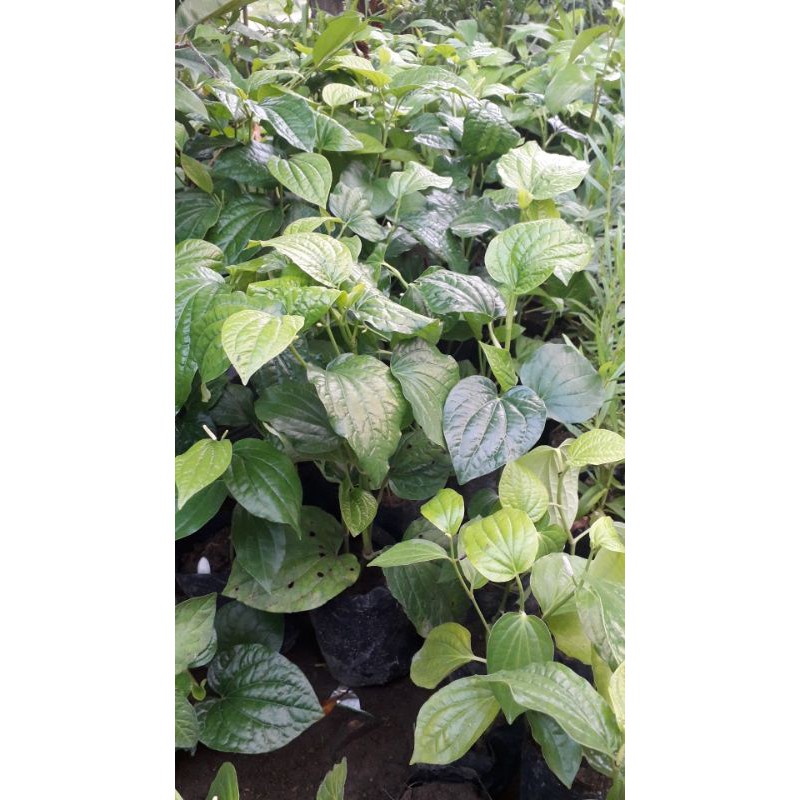 bibit cabe jawa kebon