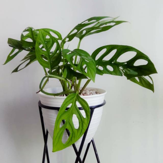 Tanaman Monstera Obliqua Tanaman Hias Janda Bolong Tanaman Gantung Shopee Indonesia