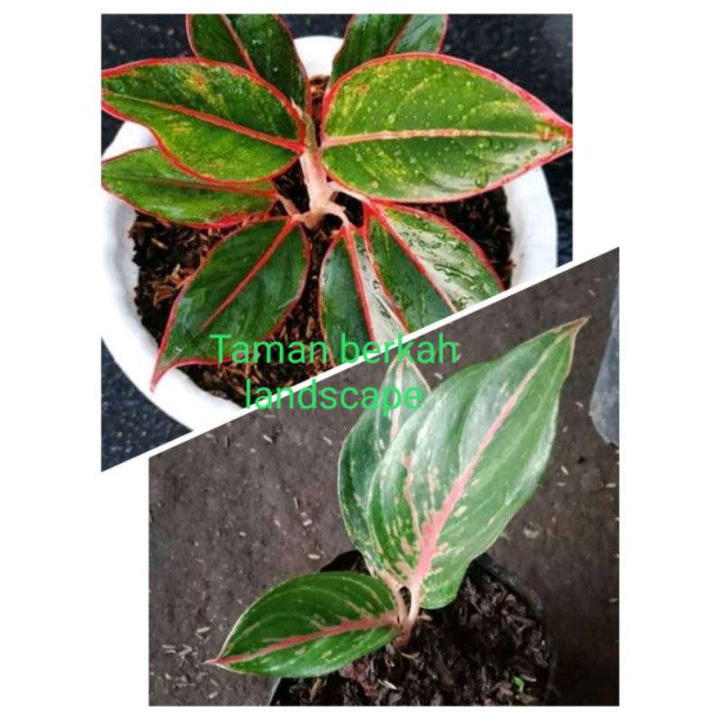 paket 2 anakan aglonema murah