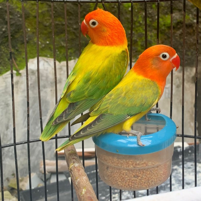 TERLARIS lovebird biola ewing green HG00E1