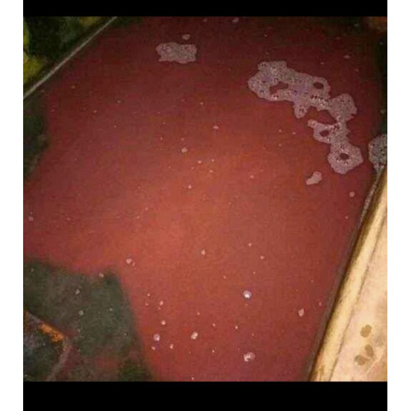 

casut/cacing sutra hidup