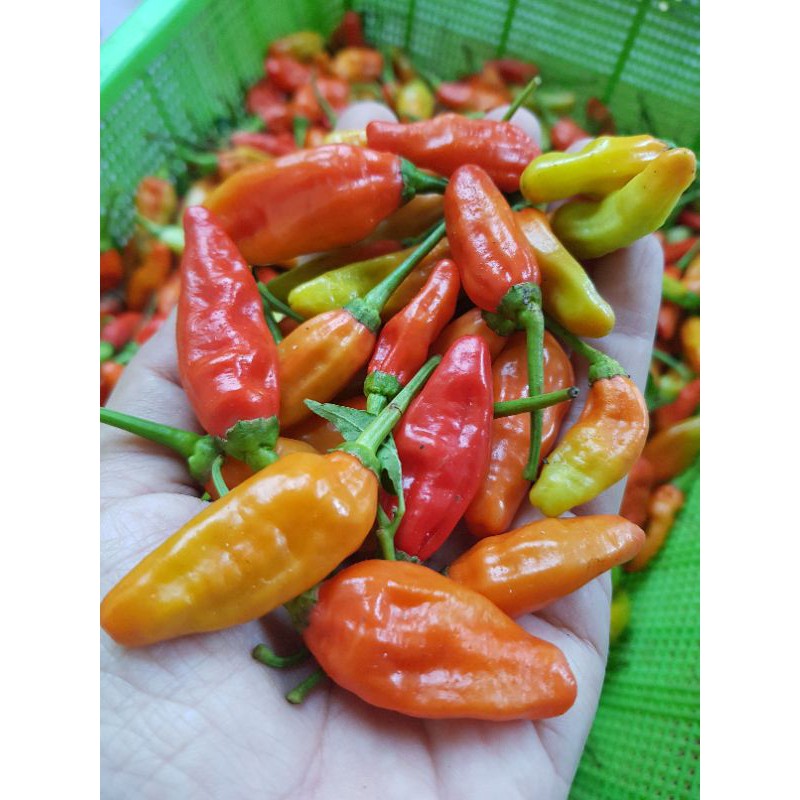 KIRIM INSTAN Cabe Rawit Merah Sayur Express