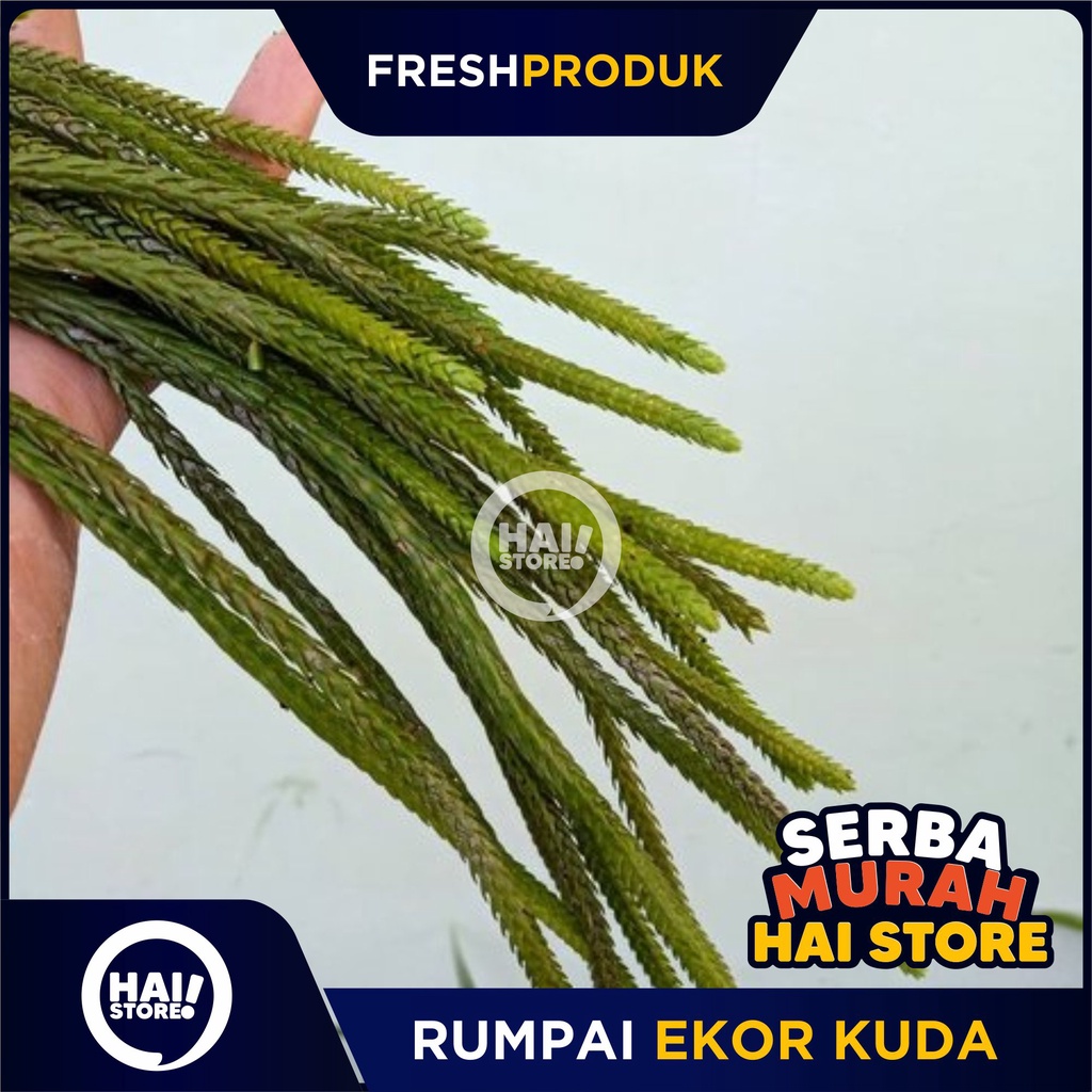 

Bibit Rumpai lycopodium EKOR KUDA / Rumpai Ekor Tikus - HAI STORE