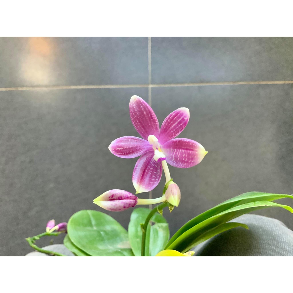 Anggrek Phalaenopsis Speciosa "Purple Pixie"
