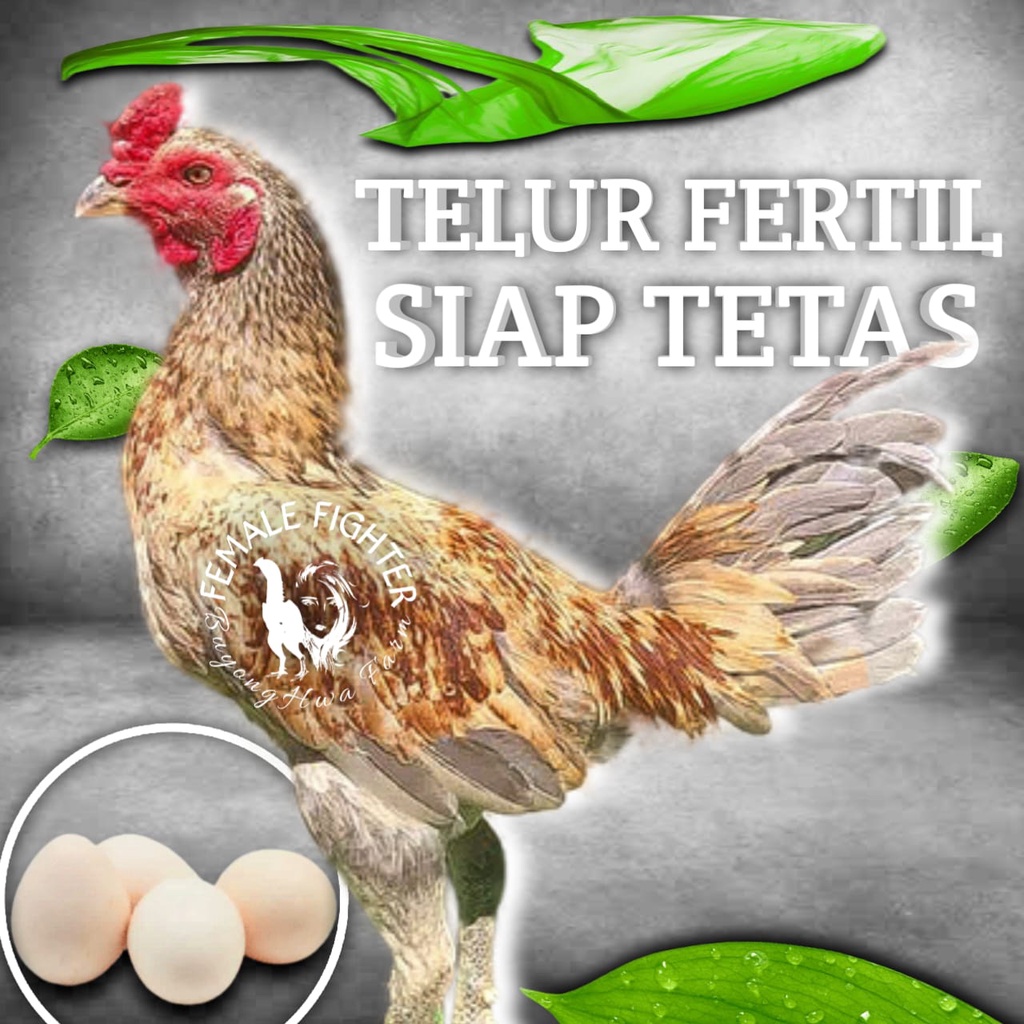 Ayam Bangkok TELUR FERTIL New Generasi bulu biang bulbi super jalu