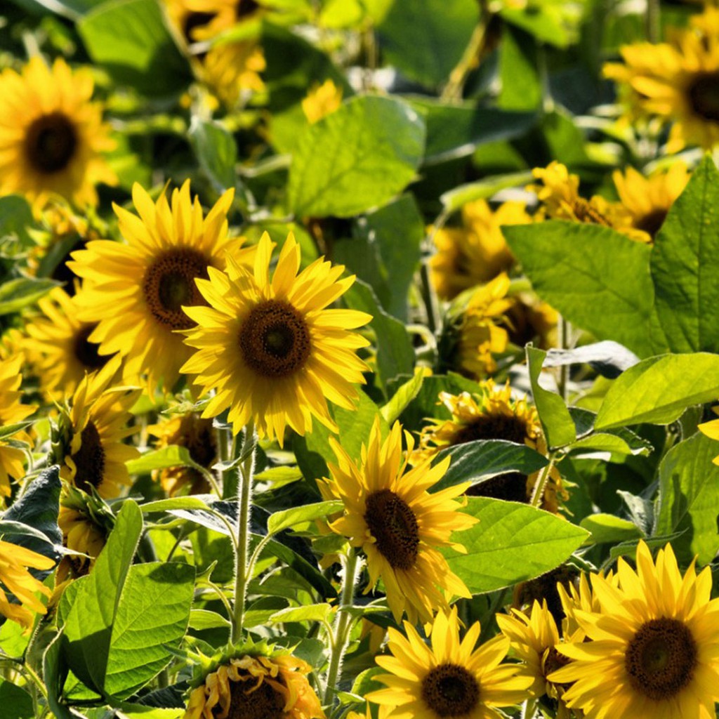 [CHECKOUT Rp. 1000] 50 Benih Bunga Matahari Kuning Unggul Bibit Tanaman Bunga Biji Sunflower-3