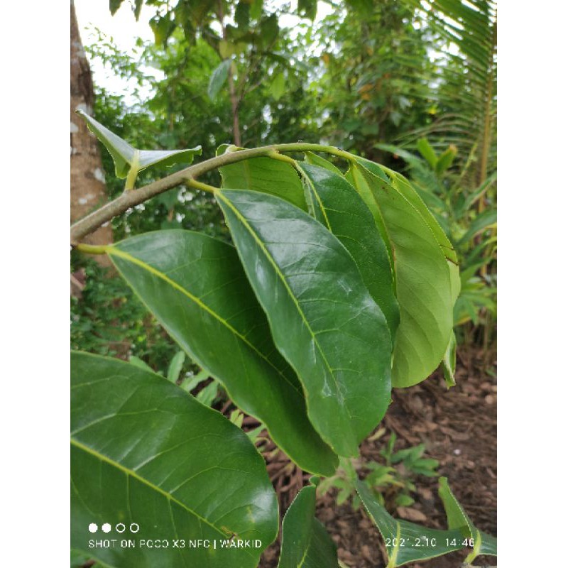 

OBAT WASIR/AMBEYN DAUN SIRSAK 100 Lembar