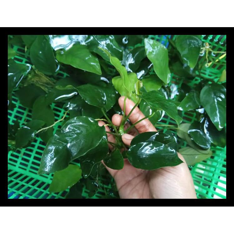 Anubias Nana L Termurah