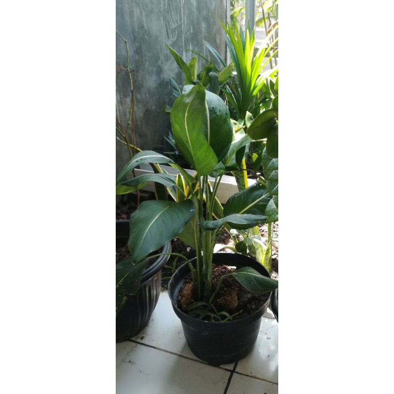 tanaman aglonema hijau garis putih dewasa