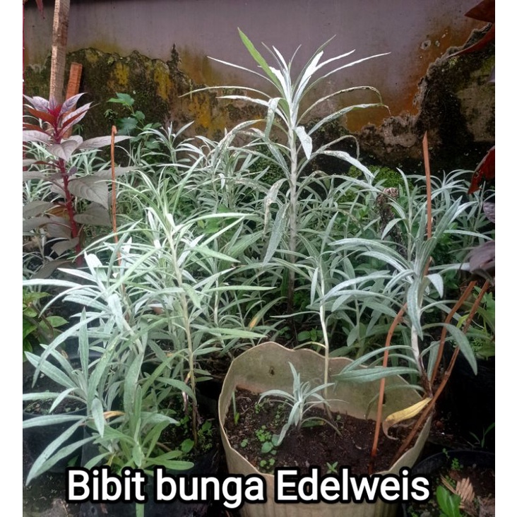 Budidaya bibit bunga edelweis asli bromo