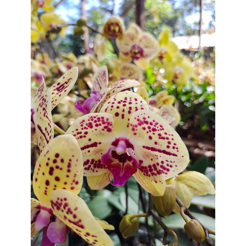 Angbul kuning trotol