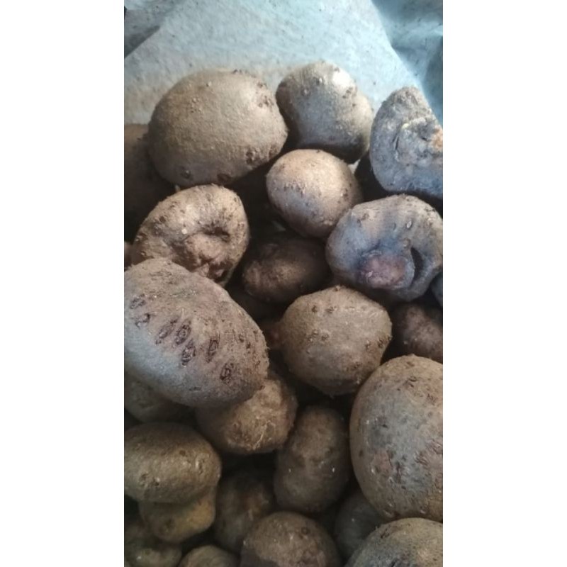 bibit katak porang 1kg Superr