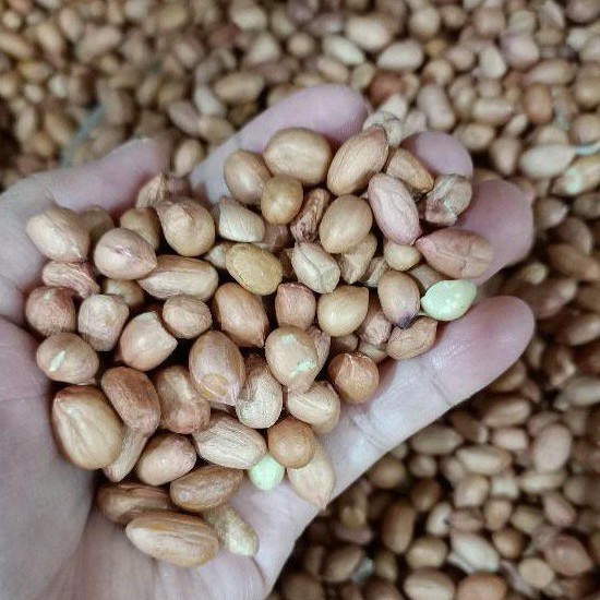 

Kacang Tanah Kupas / Kacang Tanah Mentah / Kacang Mentah / Tau Jin