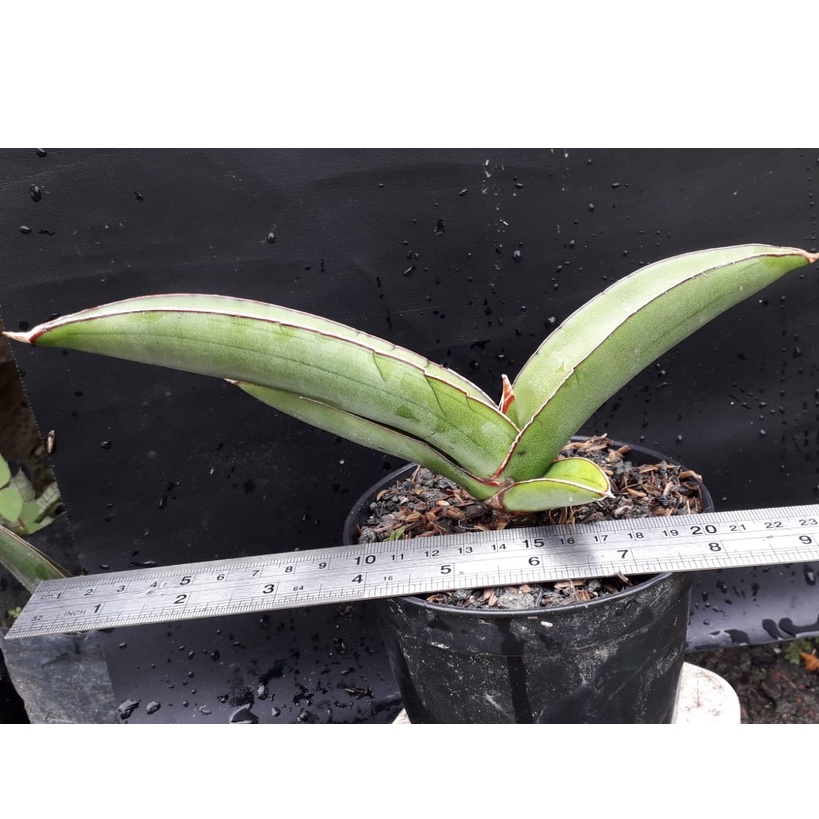 Sanseviera Samurai Salaf dari Induk Varigata / Sansivera Samurai Salaf dari induk Varigata