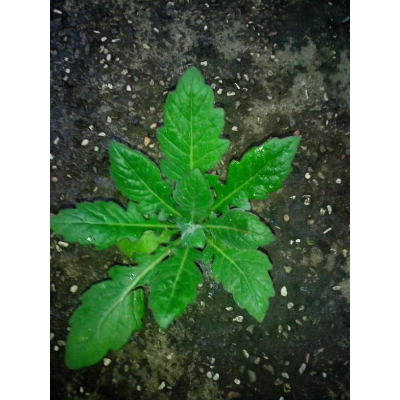 

Daun Dewa herbal / alami 100% tanpa kimia / obat kanker / obat stroke