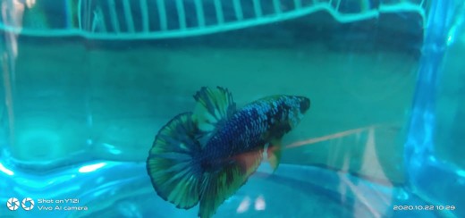 Toples Plastik Kotak Buat Ikan Cupang,permen 2.2 Liter