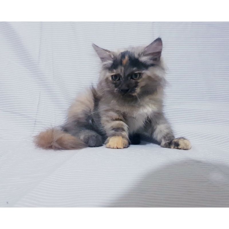 Kucing Persia Anggora 3 Bulan Betina