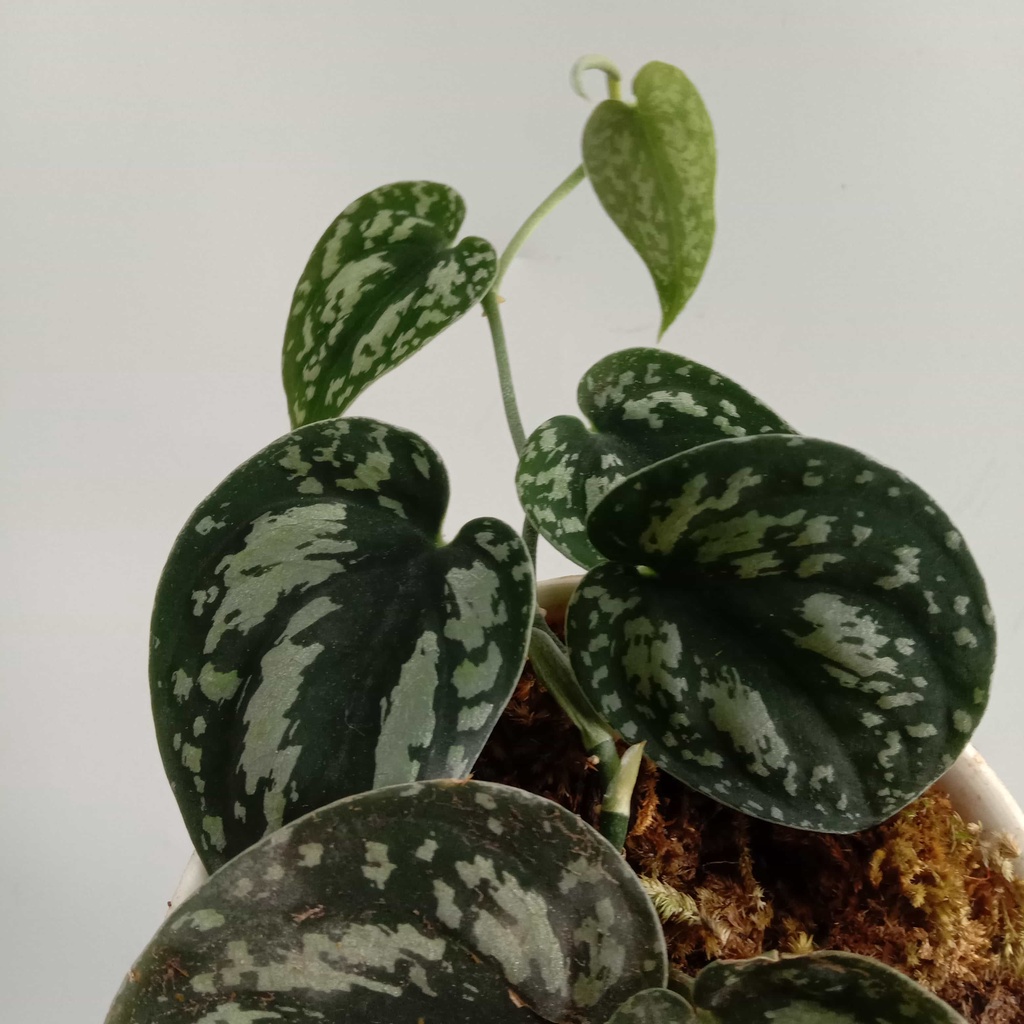 Tanaman Hias Scindapsus Tricolor