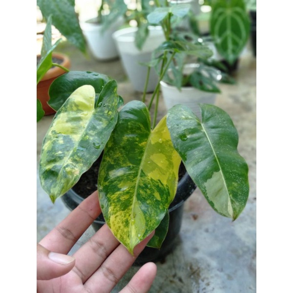 burle Marx variegata