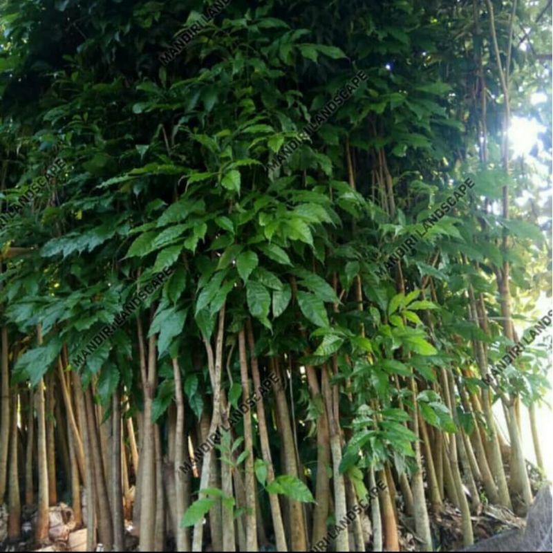 Pohon Tabebuya ungu tinggi 1 meter - Tanaman hias Tabebuya