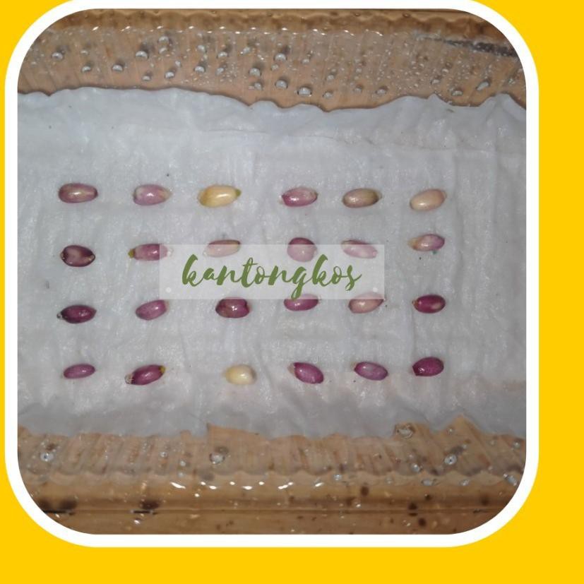 HOT Product Bibit Biji OC Jemani Anturium dari indukan Mangkok Varigata Murah