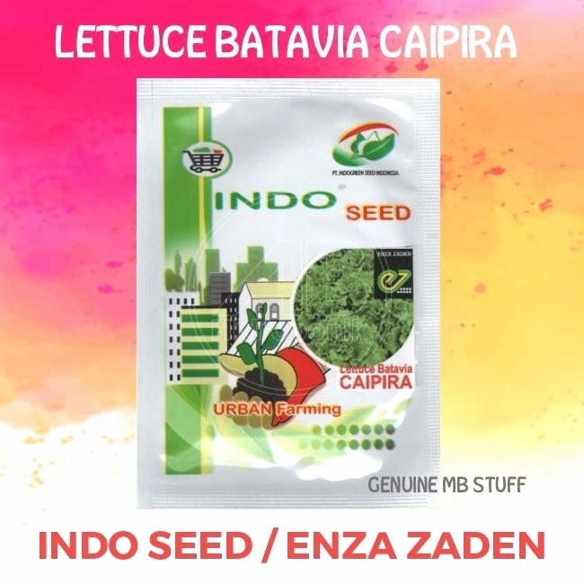 Benih Bibit Selada Caipira - Lettuce Batavia Caipira EZ Indo Seed 1gr