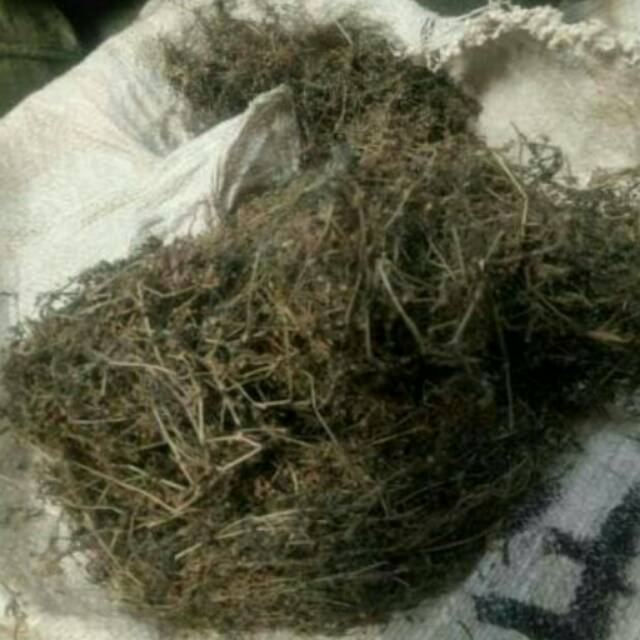 

TEH DAUN LIDAH ULAR KERING 100GRAM 100 GRAM