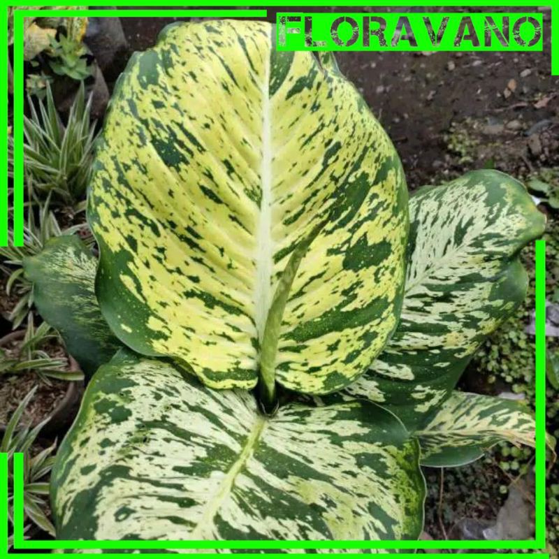 tanaman hias aglonema anggun ayu / sri rejeki anggun ayu