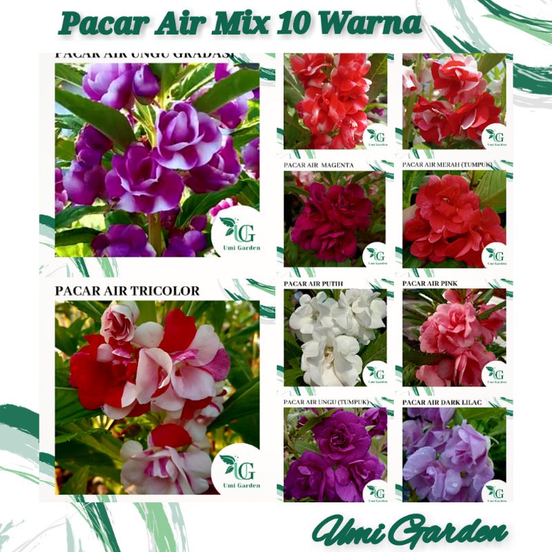 50 Biji Benih Bunga Pacar Air Tumpuk Mix 10 warna Impatiens Rose Balsamina Putih Merah Pink Ungu Mer
