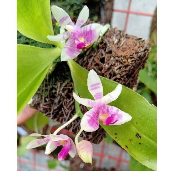 Phalaenopsis Modesta spesies Kalimantan
