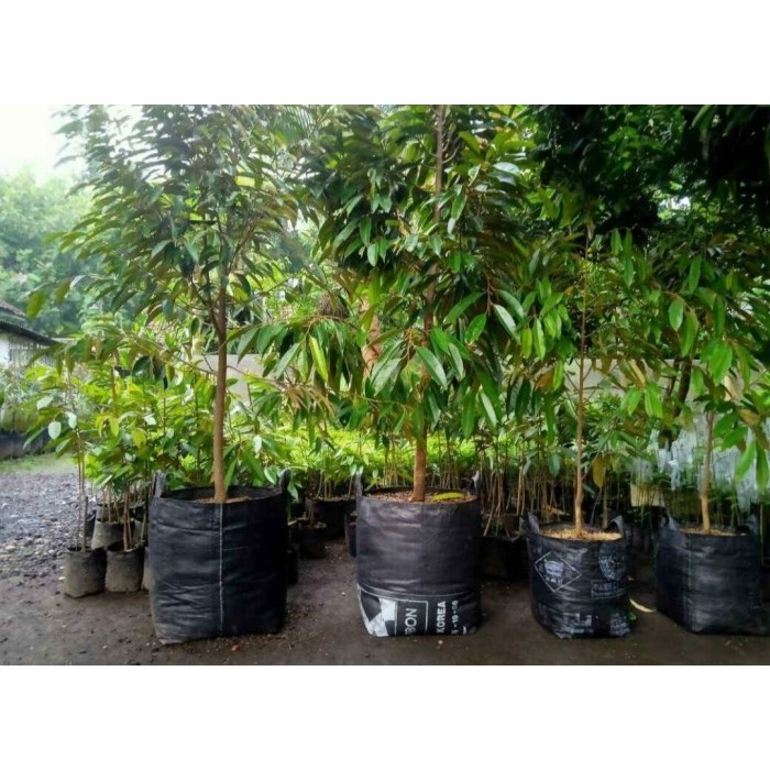 RPM  Planter Bag 150 Liter Planterbag Ukuran 60 x 60 cm