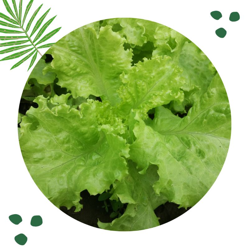 Benih selada hijau grand rapid