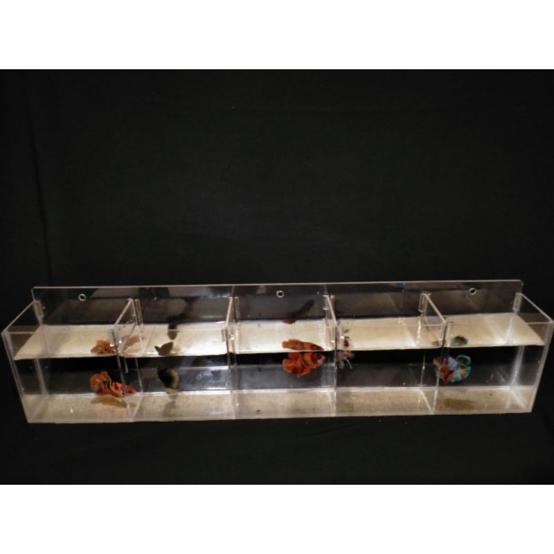 Aquarium Soliter cupang akrilik 6 Kamar 60x10x20 2mm