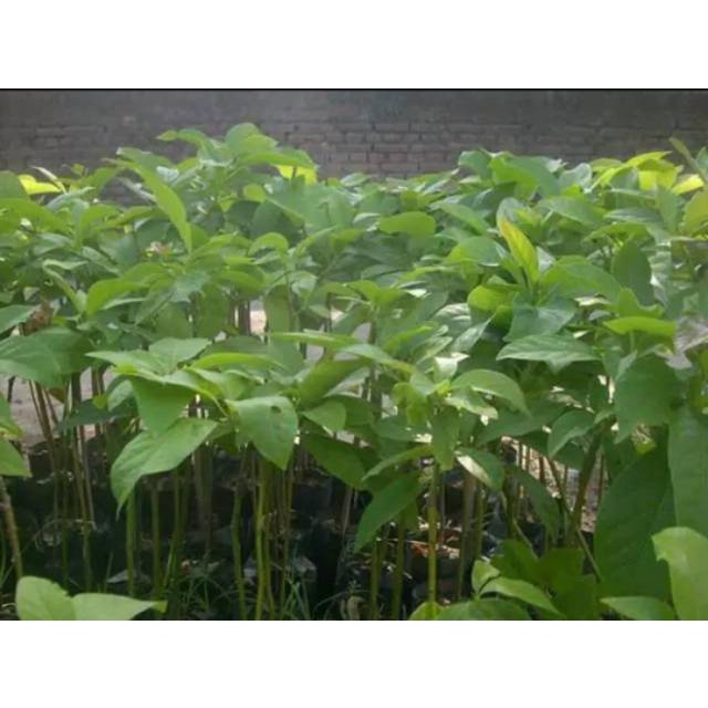 BIBIT DURIAN MUSANG KING OKULASI DURIAN MUSANGKING KUALITAS SUPER