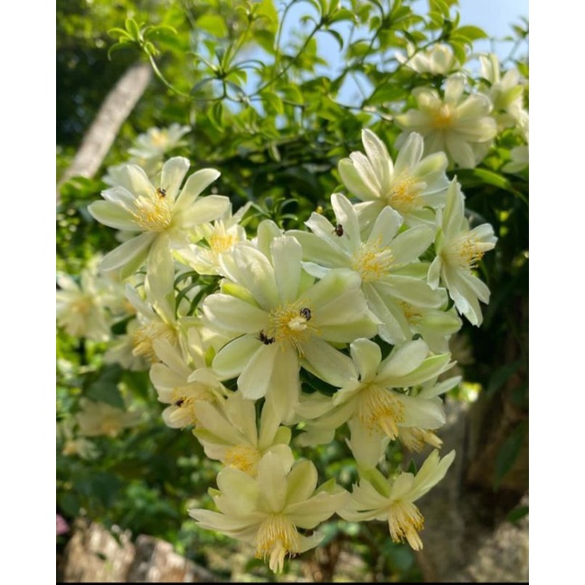 Tanaman hias Pareskia Aculeata / Lemon vine / Kalikembang / Ora Pro Nobie / Pareskia daun hijau